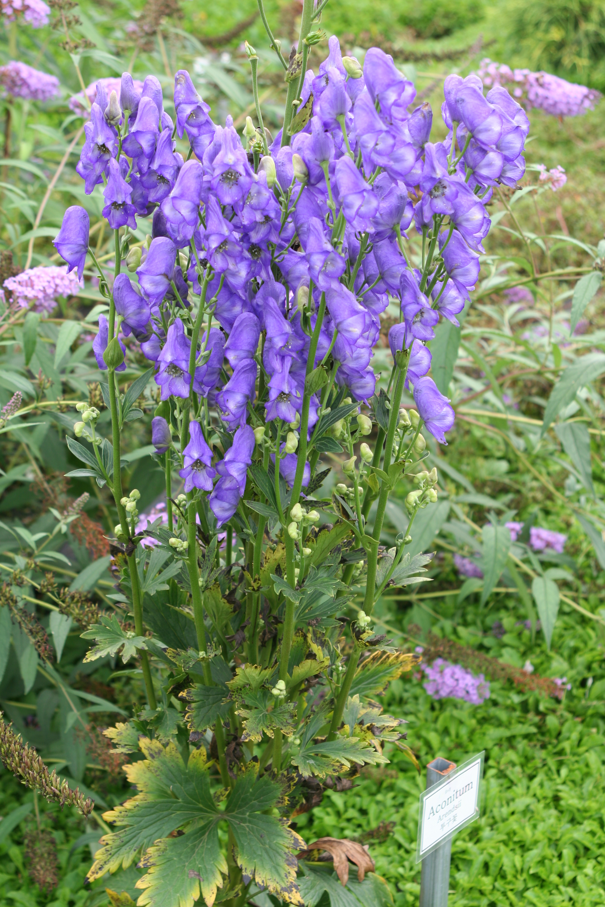 Aconitum carmichaelii 'Arendsii'